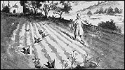 Parable of the Sower